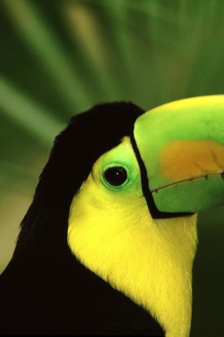 Грустный желтогрудый тукан обои