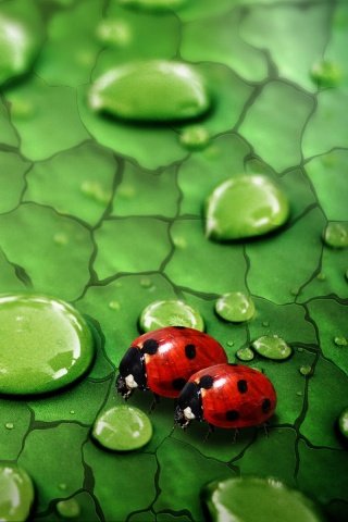 Божьи коровки обои