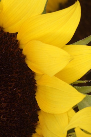 Подсолнухи обои