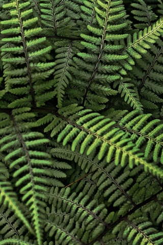 Папоротник обои