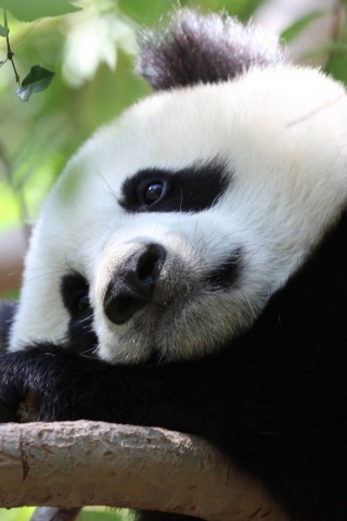 Грустный панда обои