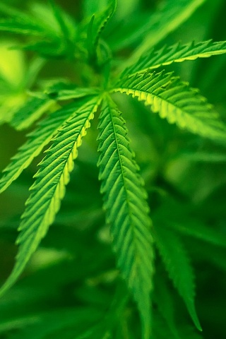 Марихуана обои