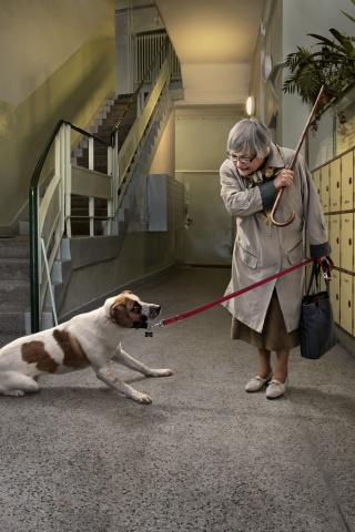 Непослушная собака обои