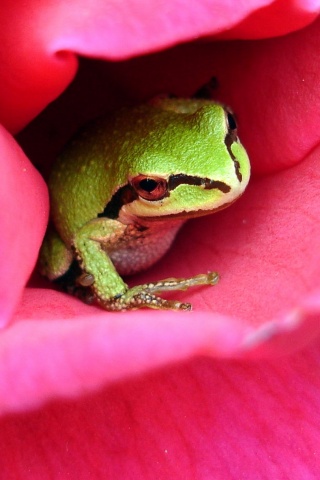 Куда это ты смотришь? обои