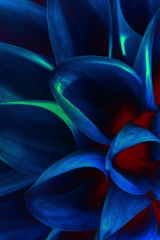 Лепестки обои