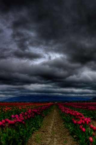 Цветочное поле под грозовым небом обои