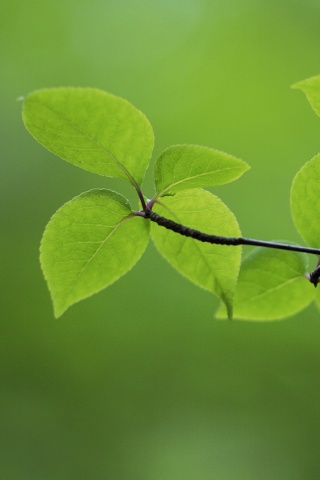 Зеленая веточка обои