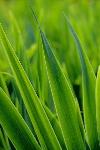 Идеальная зелень обои