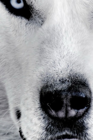 Сибирский хаски обои