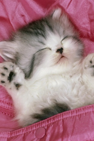 Котенок на розовой куртке обои