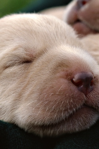 Мордочки симпатичных щенков обои