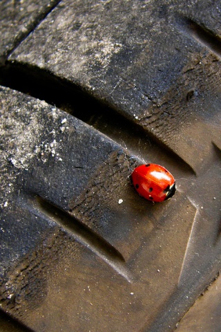 Божья коровка на автомобильной покрышке обои
