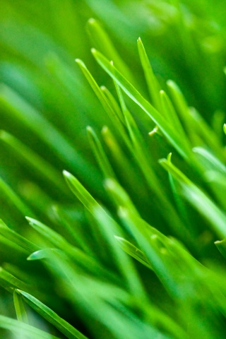 Зеленая свежая трава обои