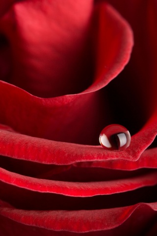 Капля воды на лепестке розы обои