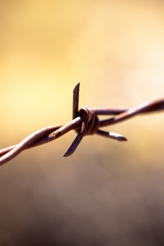 Фото колючей проволоки обои