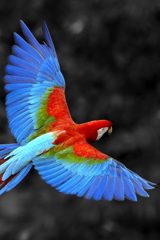 Попугай фото обои