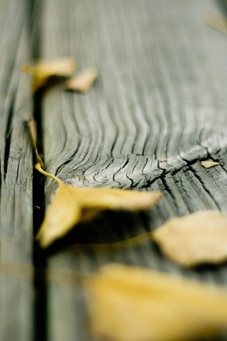 Листья на дощатом полу обои