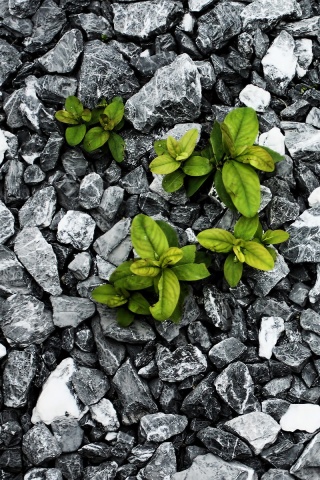 Цветы среди камней обои