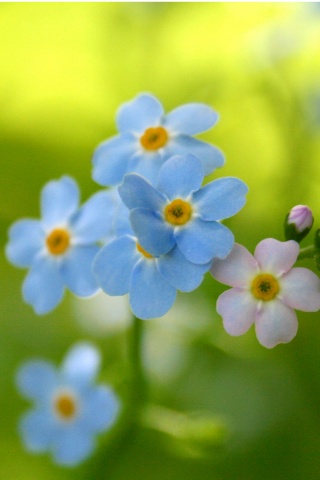 Обои цветов обои