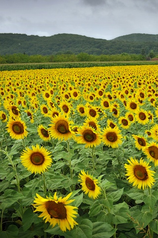 Живописное поле подсолнухов обои
