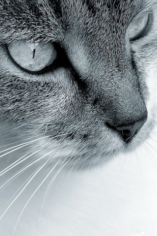 Очень красивый кот обои