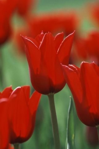 Красные цветы обои