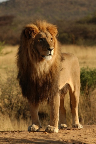 Царь зверей обои