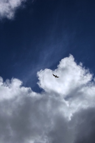 Птица в небе обои