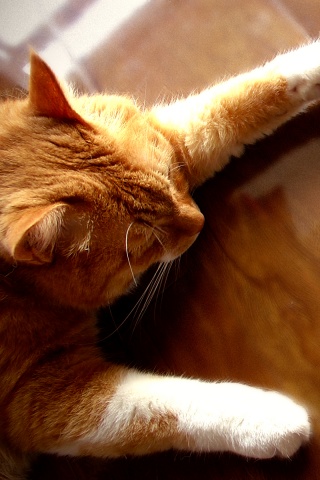 Рыжий ленивец обои