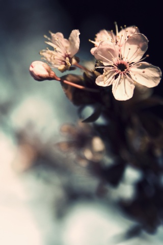 Цветок вишни обои