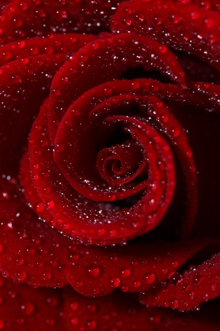 Красная роза обои