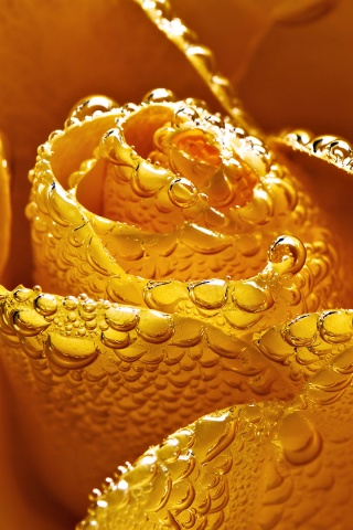 Мокрый желтый цветок обои