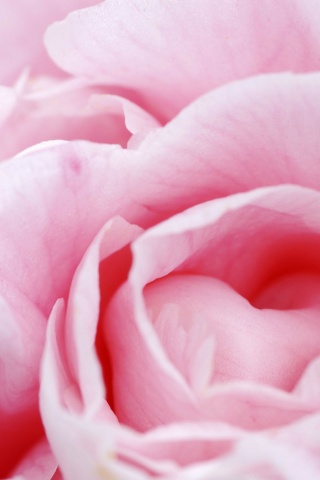 Розовый цветок обои