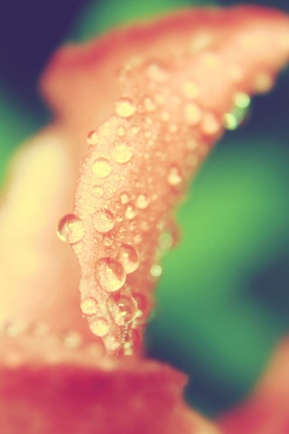 Капли росы на лепестке обои
