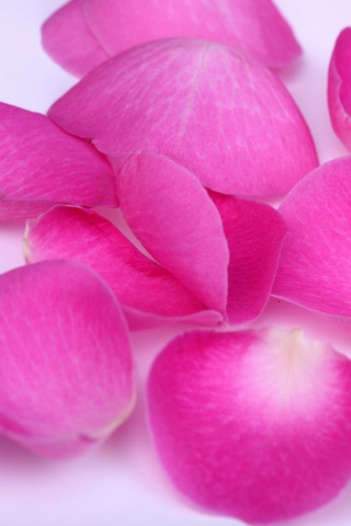 Лепестки розы обои