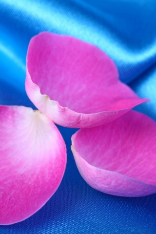 Лепестки розы на голубой ткани обои