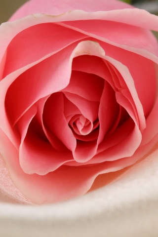 Нежная роза обои