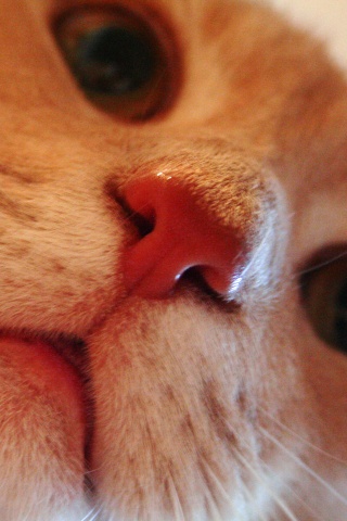 Носопырка обои