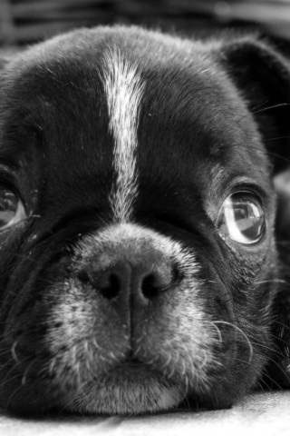 Грустный пёсик обои