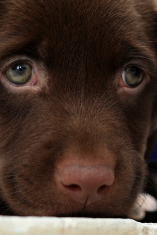 Пушистый шоколадка обои