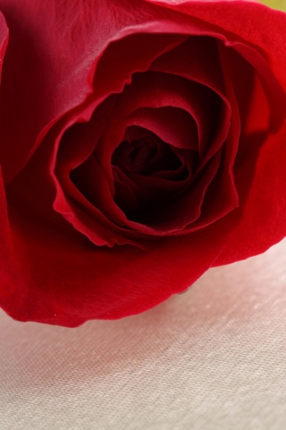 Красная роза обои
