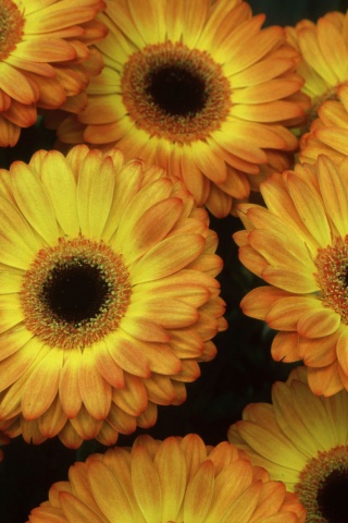 Желтые герберы обои