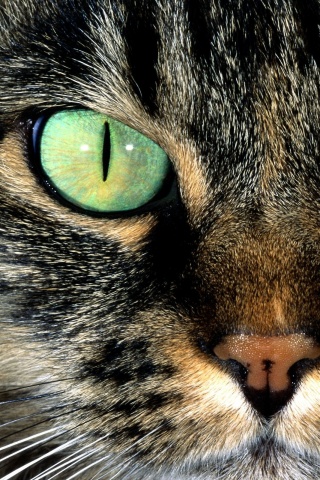 Кошачья морда обои