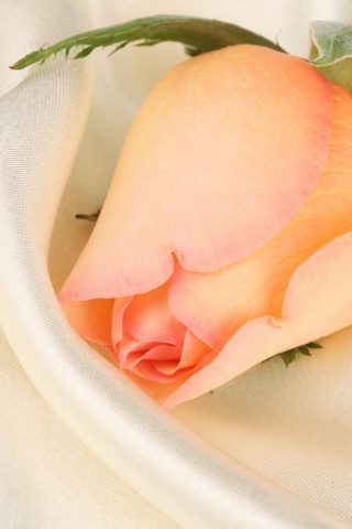 Свадебная роза обои