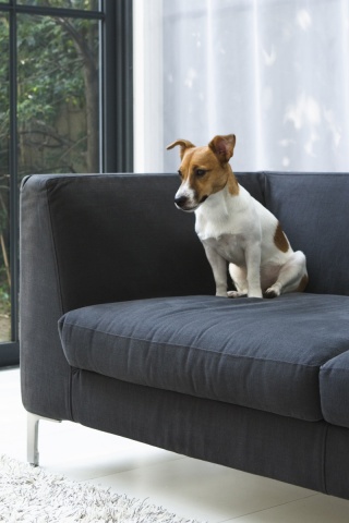 Пес на диване обои