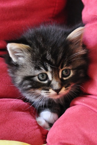 Котенок в подушках обои