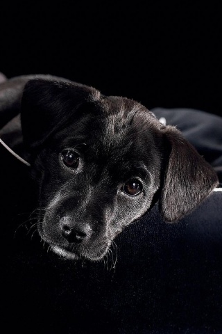 Собачка в сумке обои