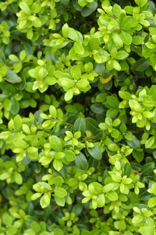 Густая листва обои