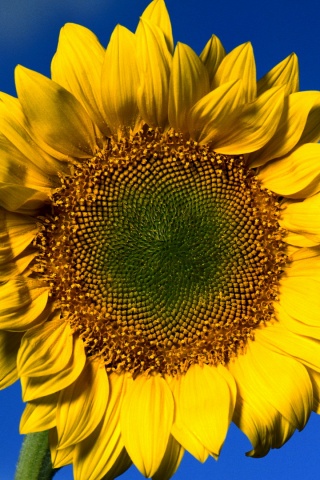 Солнечный цветок обои