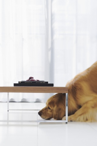 Большая собака под маленький столик обои